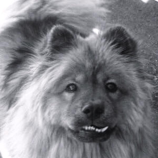 /Images/uploads/Humane Society of Utah/HSU2018/entries/3964thumb.jpg